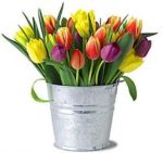Tulips in Tin - Assorted Colors